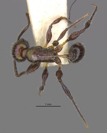 Media type: image;   Entomology 21004 Aspect: habitus dorsal